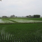 Rice fields